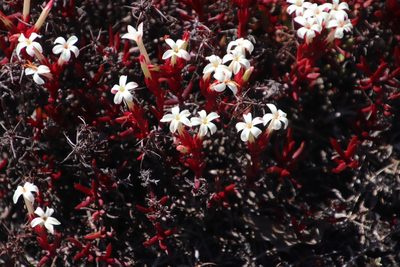 Crassula obtusa, photographed by Tony Rebelo