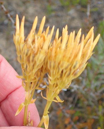 Sebaea elongata, photographed by Nicola van Berkel