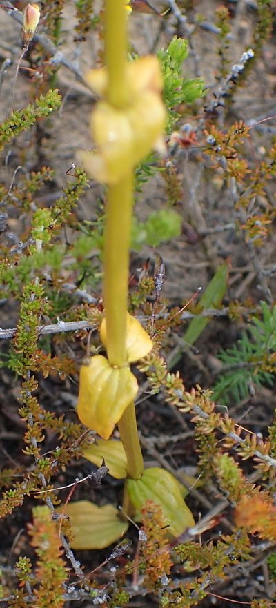 Sebaea elongata, photographed by Nicola van Berkel