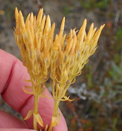 Sebaea elongata, photographed by Nicola van Berkel