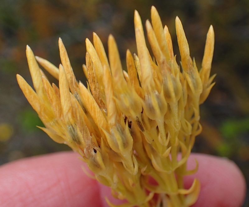 Sebaea elongata, photographed by Nicola van Berkel