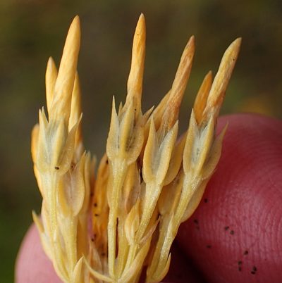 Sebaea elongata, photographed by Nicola van Berkel