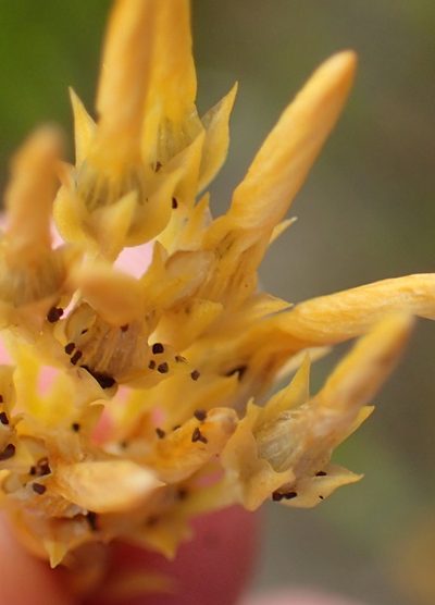 Sebaea elongata, photographed by Nicola van Berkel