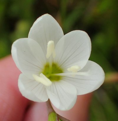 Geissorhiza inconspicua, photographed by Nicola van Berkel