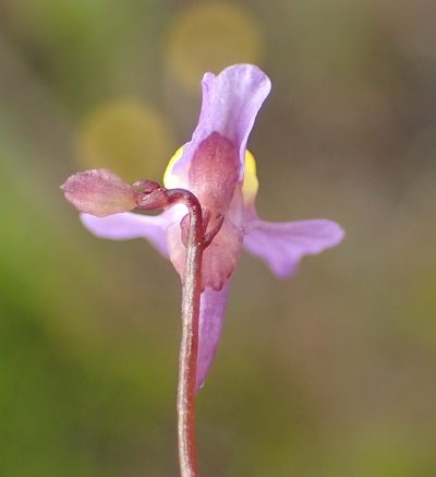 Utricularia welwitschii, photographed by Nicola van Berkel