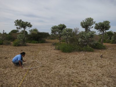 Panicum voeltzkowii, photographed by bat (Maria Vorontsova)