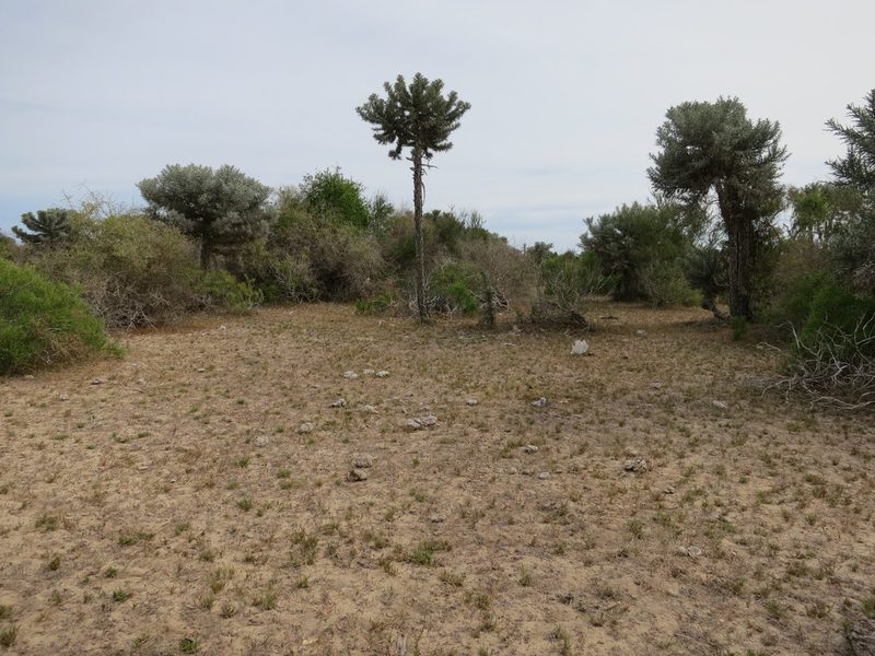 Panicum voeltzkowii, photographed by bat (Maria Vorontsova)
