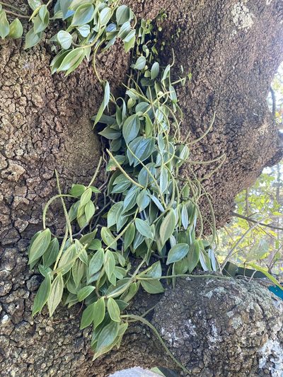 Peperomia angustata, photographed by Grete Pasch