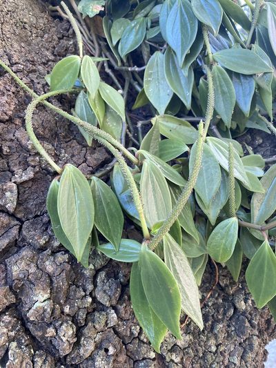 Peperomia angustata, photographed by Grete Pasch