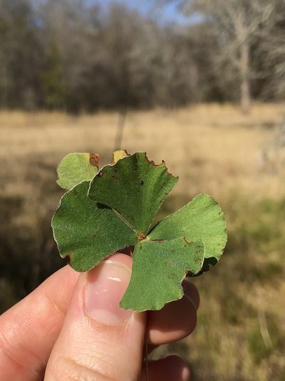 Marsilea macropoda, photographed by Sophia K