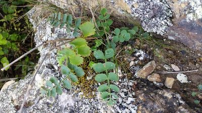 Gingidia grisea, photographed by Taylor Davies-Colley