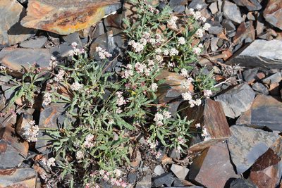 Eriogonum coloradense, photographed by John Powers