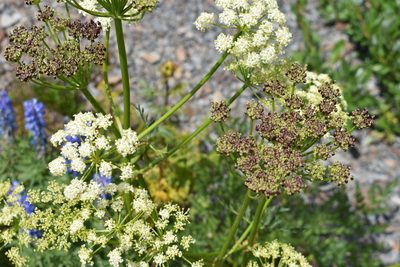 Ligusticum porteri, photographed by John Powers