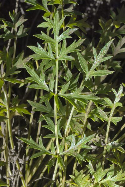 Cymopterus hallii, photographed by Craig Martin