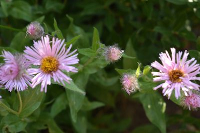 Erigeron elatior, photographed by John Powers