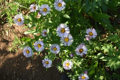 Erigeron speciosus, photographed by John Powers
