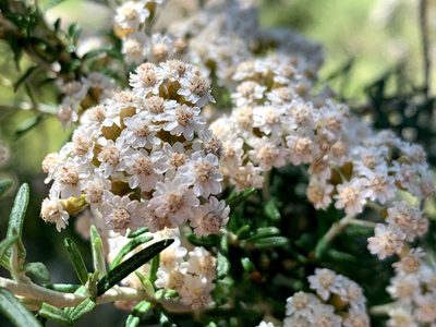 Ozothamnus secundiflorus, photographed by Lukas Clews