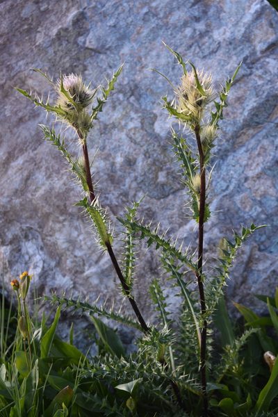 Cirsium griseum, photographed by John Powers