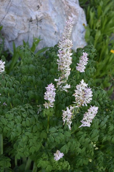 Corydalis caseana, photographed by John Powers