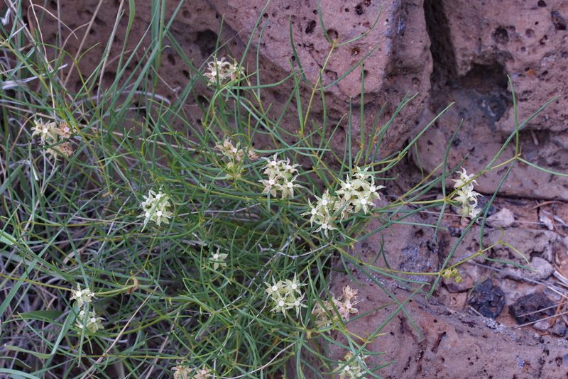 Asclepias macrotis, photographed by Craig Martin