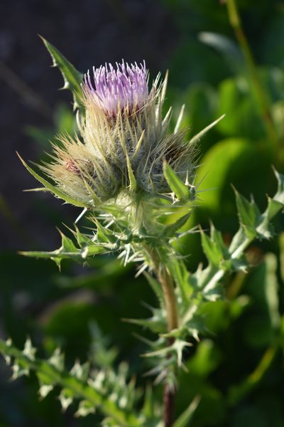 Cirsium griseum, photographed by John Powers