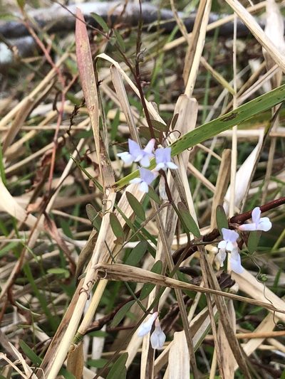 Vicia floridana, photographed by novvictan