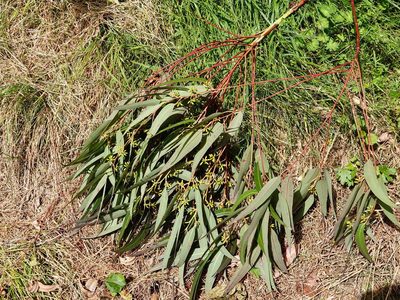 Eucalyptus saligna, photographed by Jacqui Geux