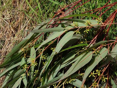 Eucalyptus saligna, photographed by Jacqui Geux