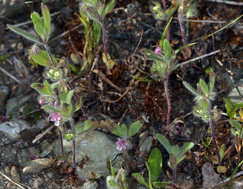 Trichostema oblongum, photographed by Steve Matson