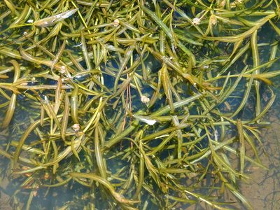Potamogeton ochreatus, photographed by Jacqui Geux