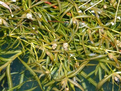 Potamogeton ochreatus, photographed by Jacqui Geux