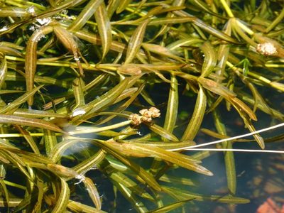 Potamogeton ochreatus, photographed by Jacqui Geux