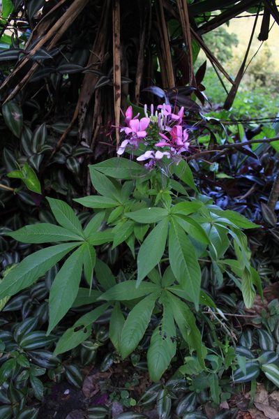 Cleome pilosa, photographed by Jake Rehage