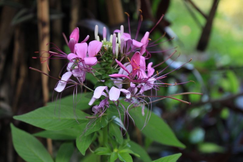 Cleome pilosa, photographed by Jake Rehage