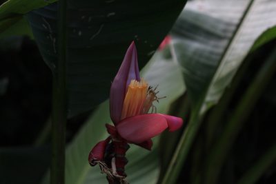 Musa velutina, photographed by Jake Rehage