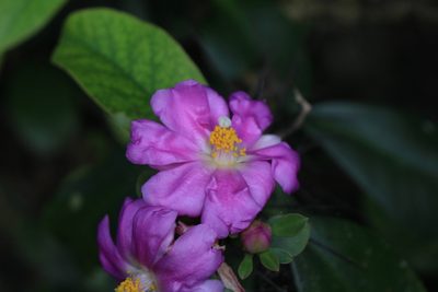 Pereskia grandifolia, photographed by Jake Rehage