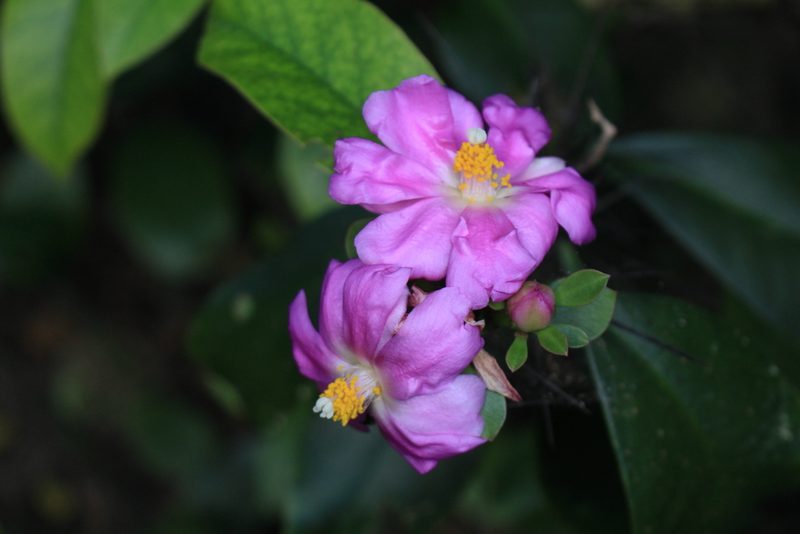 Pereskia grandifolia, photographed by Jake Rehage