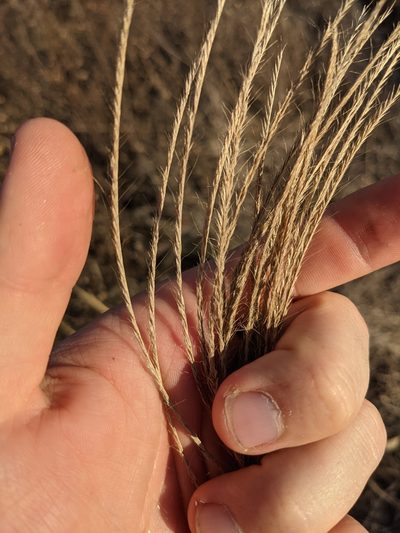 Leptochloa pluriflora, photographed by Cleveland Powell