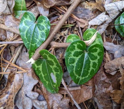 Asarum heterophyllum, photographed by Philip Vanbergen