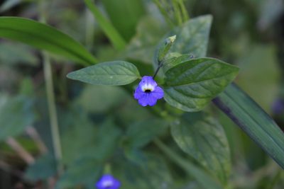 Browallia americana, photographed by Jake Rehage