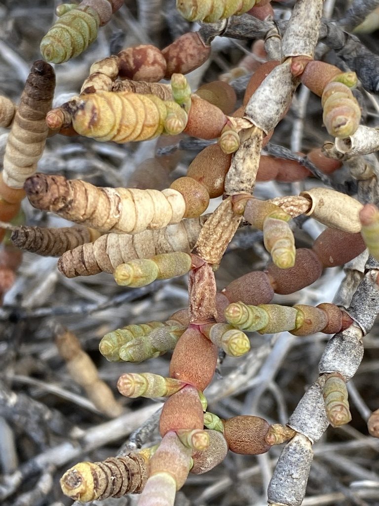 Tecticornia indica, photographed by Richard Fuller