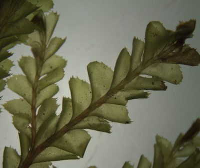 Plagiochila stephensoniana, photographed by John Steel