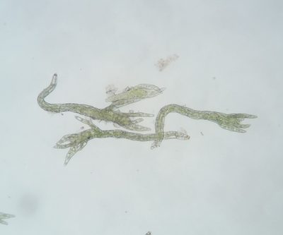 Longiella distichacea, photographed by Zihao Wang