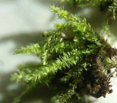 Longiella distichacea, photographed by Zihao Wang