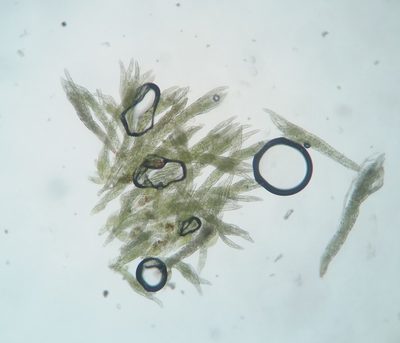 Longiella distichacea, photographed by Zihao Wang