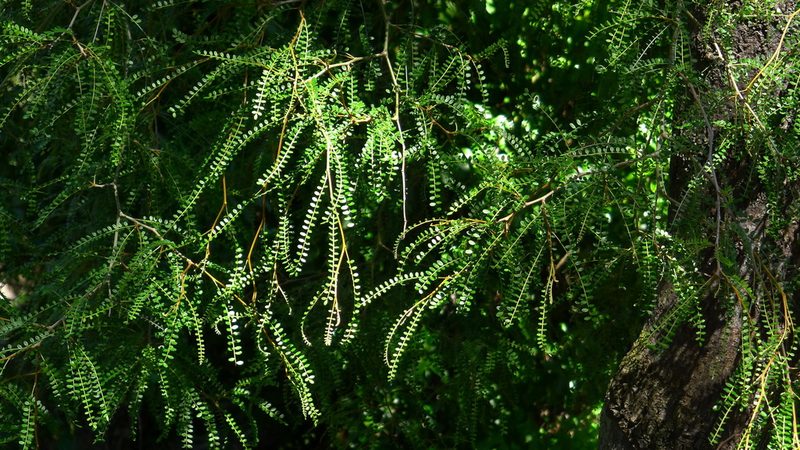 Sophora longicarinata, photographed by Sarah Richardson