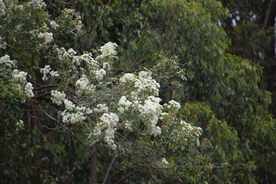 Angophora floribunda, photographed by Thomas Mesaglio