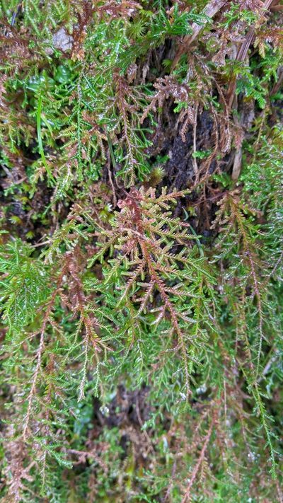 Selaginella labordei, photographed by Cheng-Te Hsu