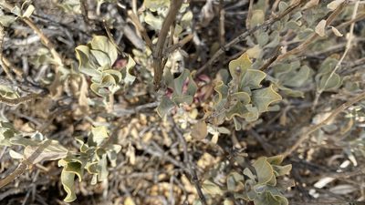 Salvia pachyphylla