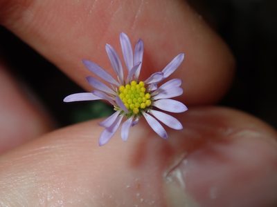 Calotis cuneifolia, photographed by Thomas Mesaglio